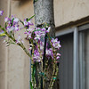 mike3k > Orchids