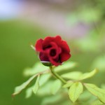 Red Rose